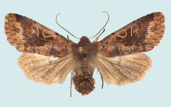 forme femelle Orthosia gothica, Plogonnec (Finistère), 4 mai 1992.